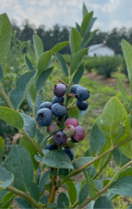 u-pick blueberries at Lively Grove Farms, organically grown.