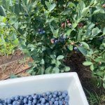 Blueberry picking at u-pick farm Lively Grove Farms. Organically grown blueberries.