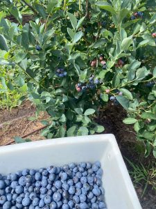 Blueberry picking at u-pick farm Lively Grove Farms. Organically grown blueberries.