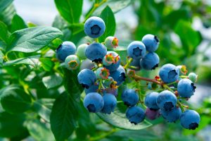 U-Pick Blueberries | Lively Grove Farms