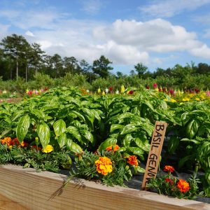 basil genovese with marigold in the foreground