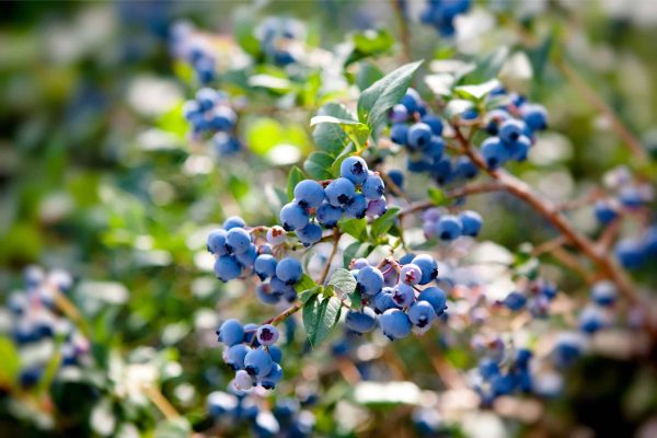 blueberry-season-02