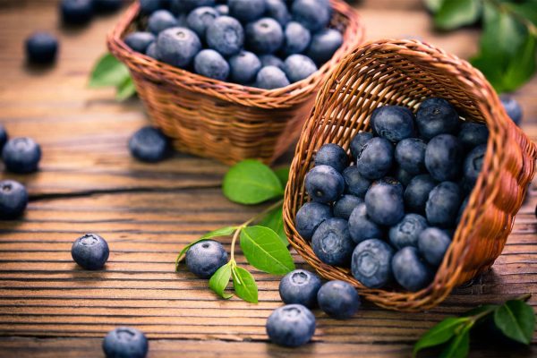 upick-blueberries-01