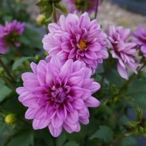vintage rose dahlias