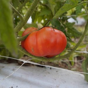 beefsteak tomato