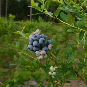 blueberries on a blueberry bush